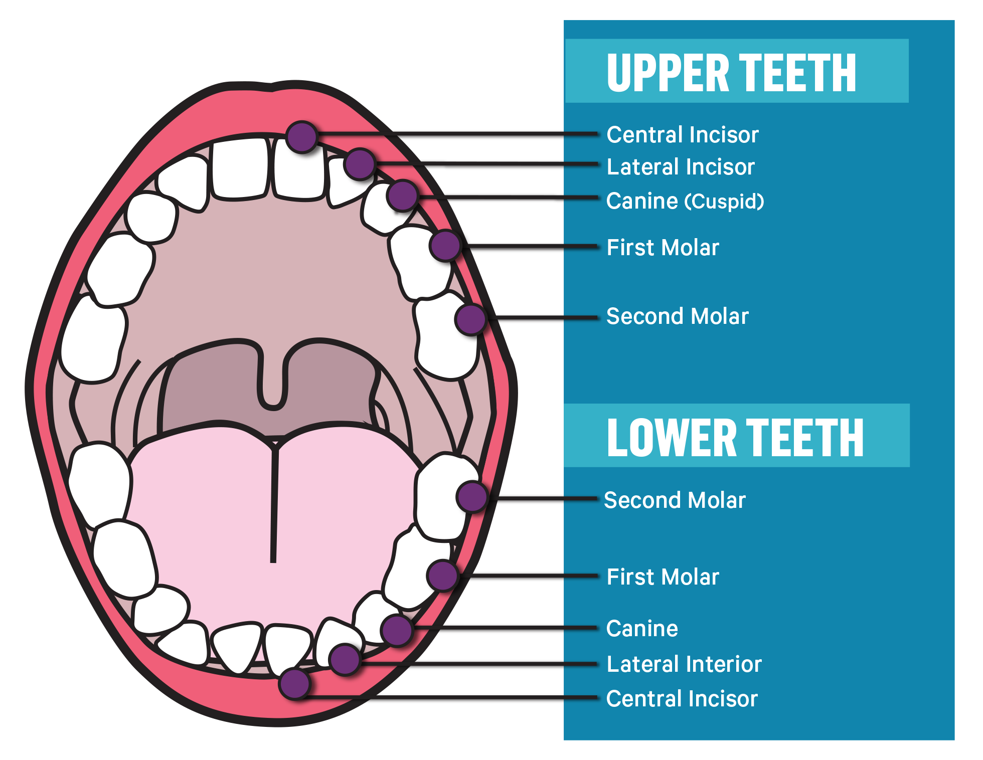 Upper teeth:Central incisor, Lateral incisor, Canine(Cuspid), First molar, Second molar. Lower teeth: Second molar, First molar, Canine, Lateral interior, Central incisor.